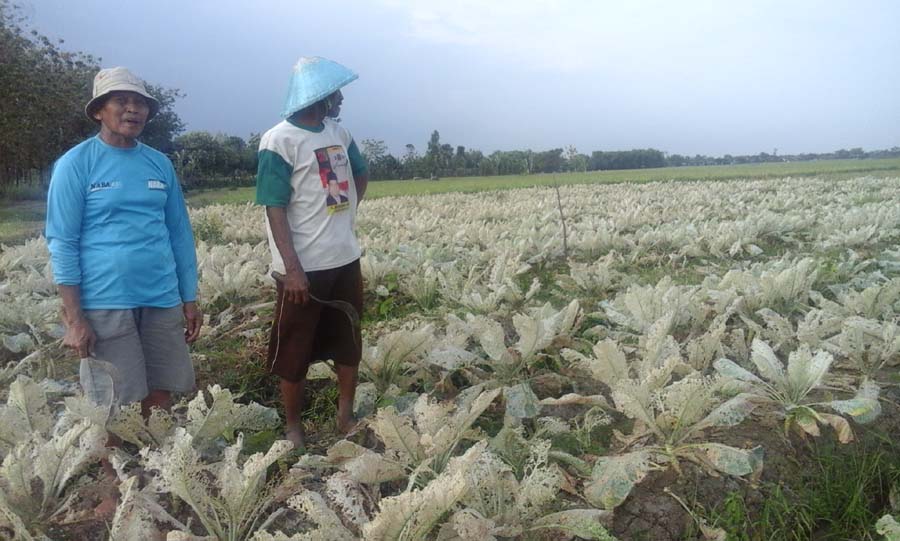 petani brokoli gagal panen