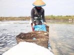 Ayam Mati di Lumbung Padi, Inikah Skenario Pemerintah Untuk Buka Kran Impor ?