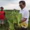 Petani tembakau gagal panen. Sebagian tanaman banyak yang rusak karena diguyur hujan berhari hari. Akhirnya jalan satu satunya dibabati diusia tanaman siap panen.