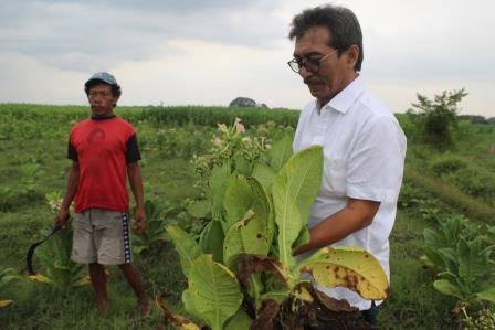 Petani tembakau gagal panen. Sebagian tanaman banyak yang rusak karena diguyur hujan berhari hari. Akhirnya jalan satu satunya dibabati diusia tanaman siap panen.