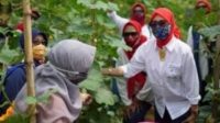 Urban Farming Lagi Ngetren, Hasilkan Sayur Mayur Sehat