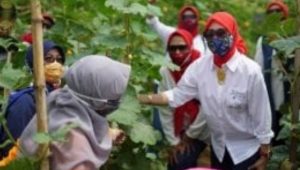 Urban Farming Lagi Ngetren, Hasilkan Sayur Mayur Sehat