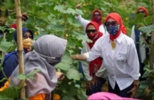 Pertanian Perkotaan, Manfaatkan Ruang Terbuka dan Optimalkan Lahan Pekarangan Kosong