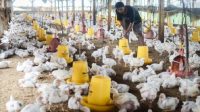 Bisnis Ayam Broiler Cocok Kalangan Pedesaan, Untungnya Besar