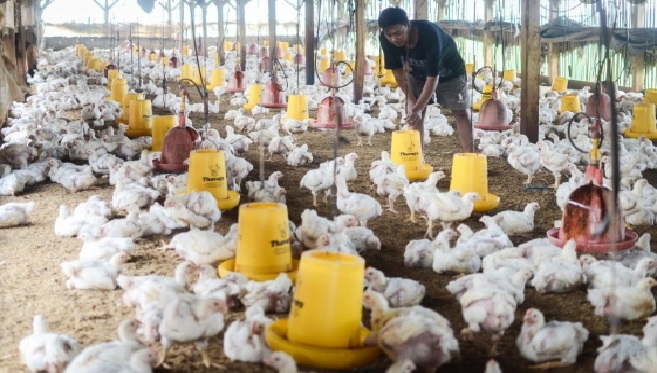 Bisnis ayam broiler , sejak beberapa tahun lalu populer.