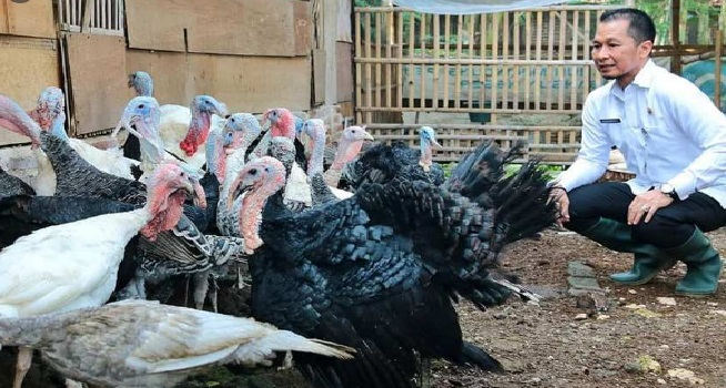 Cara Budidaya Ayam Kalkun Yang Bisa Menguntungkan Peternak Ayam