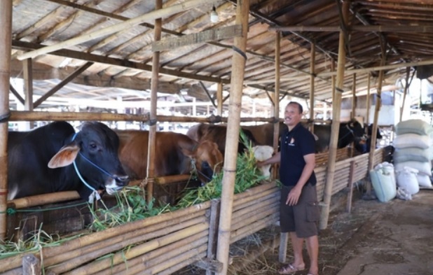 sapi kurban terinveksi virus PMK