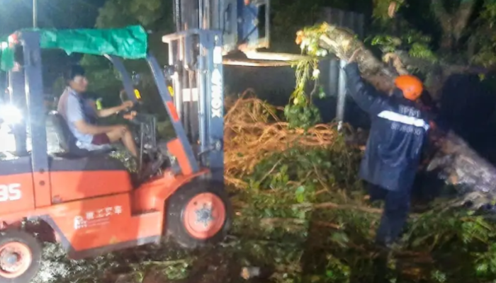 Waspada Cuaca Ekstrem Hujan Lebat Dan Angin Kencang Tumbangkan Pohon Di Pantura Banyuglugur Situbondo Hingga Macetkan Jalur Nasional