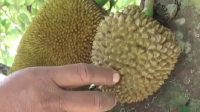 Aneh, Pohon Nangka Berbuah Durian dan Nangka dalam Satu Dahan