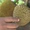 Pohon Nangka Berbuah Durian dan Nangka dalam Satu Dahan