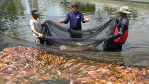 Perwira Polisi Tekuni Bisnis Ikan Nila, Raup 70 Juta / Panen