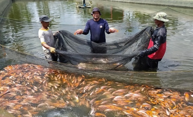 Perwira Polisi Tekuni Bisnis Ikan Nila