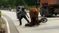 Sapi Ngamuk di Jalan Raya, Sepeda Motor dan Mobil Disruduk Hingga Renyek