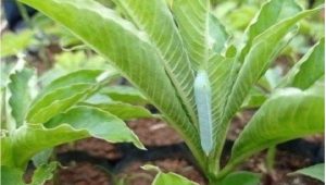 Porang, Fenomena Baru Tanaman Jenis Herbal Yang Banyak Diburu