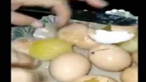 Telur Tak Layak Konsumsi Dikira Palsu, Videonya Viral, Kediri Heboh