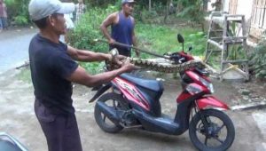 Ular Piton MUncul dari Kebun Warga Kedawung, Sempat Ngamuk Hingga Lilit Sepeda Motor