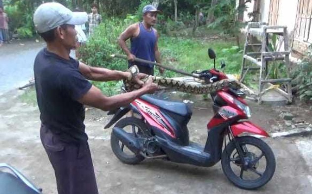 Ular Piton MUncul dari Kebun Warga Kedawung, Sempat Ngamuk Hingga Lilit Sepeda Motor